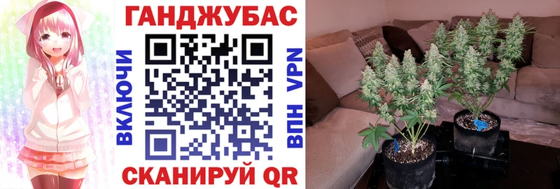 Каннабис ГИДРОПОН  Луга 